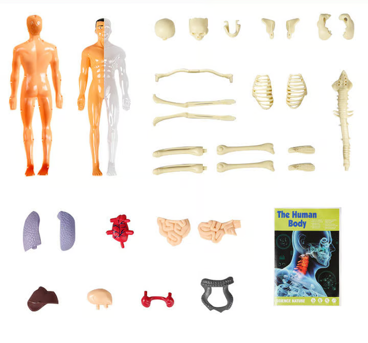Anatomijos mokymo 3D modelis
