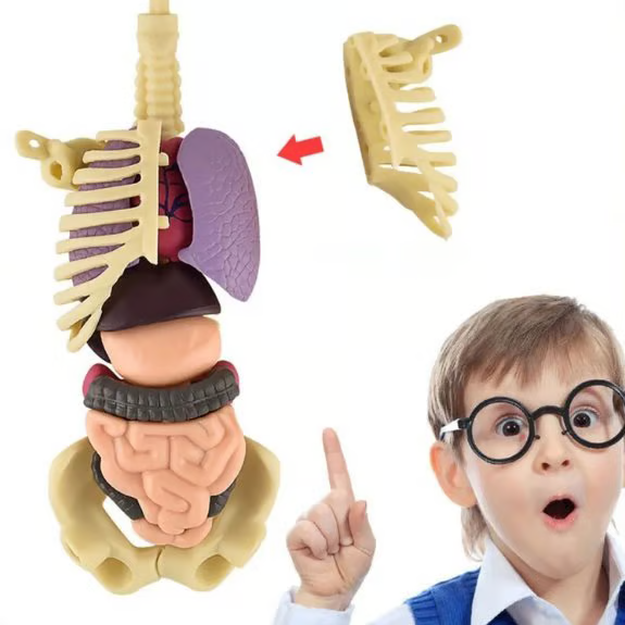 Anatomijos mokymo 3D modelis