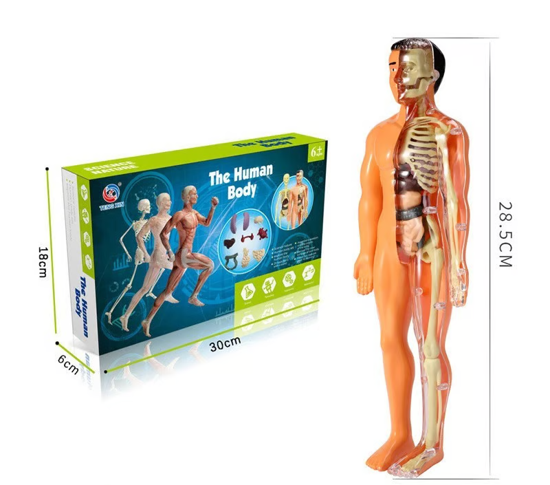 Anatomijos mokymo 3D modelis