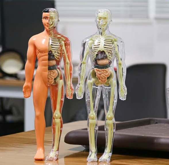 Anatomijos mokymo 3D modelis